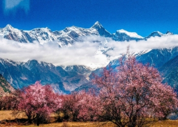 Annual peach blossom festival to start in Tibet next week