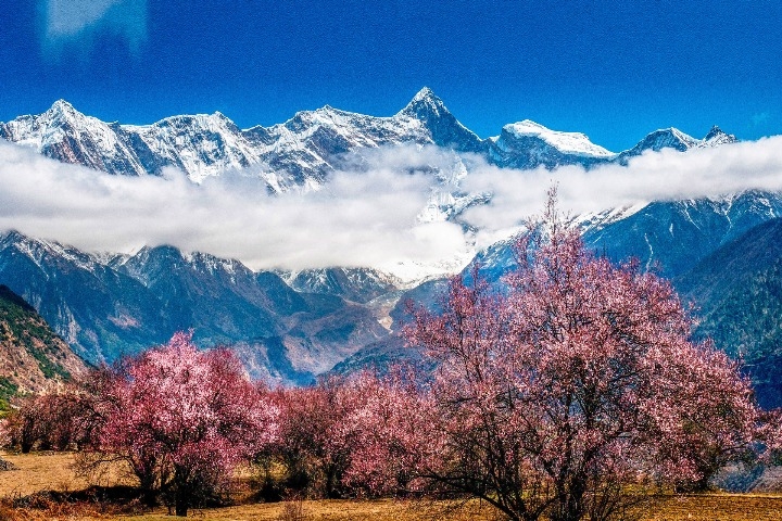 Annual peach blossom festival to start in Tibet next week