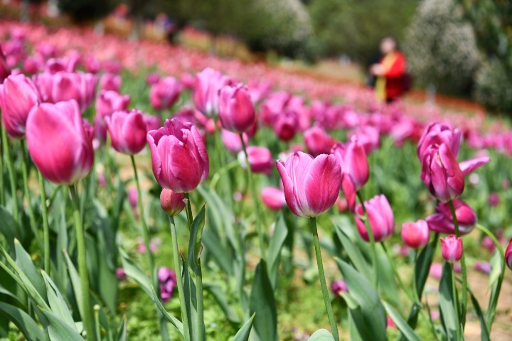 China's Guizhou promotes tourism as spring arrives