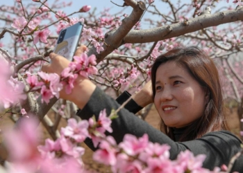 A tourist takes selfies with peach blossoms in Jinan, east China's Shandong Province, March 30, 2021. Photo: Xinhua