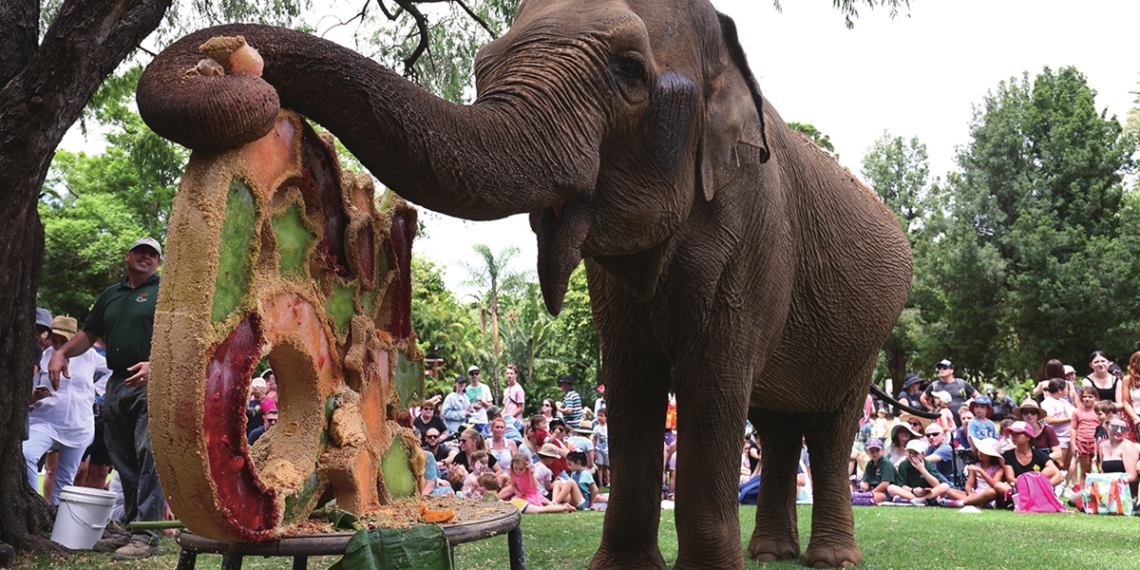 Elderly Asian elephant Tricia enjoys her birthday cake at the Perth Zoo on Sunday in Perth, Australia. At 64 years old, Tricia the elephant is one of the oldest animals at the zoo. Opened in 1898, the zoo housed 1,258 animals across 164 species in 2011 and boasts an extensive botanical collection. Photo: VCG