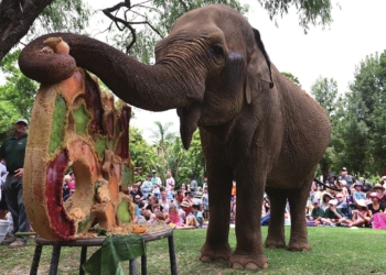 Elderly Asian elephant Tricia enjoys her birthday cake at the Perth Zoo on Sunday in Perth, Australia. At 64 years old, Tricia the elephant is one of the oldest animals at the zoo. Opened in 1898, the zoo housed 1,258 animals across 164 species in 2011 and boasts an extensive botanical collection. Photo: VCG