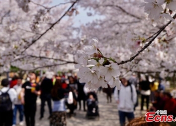 Visitors enjoy cherry blossom at the Taihu Yuantouzhu Scenic Area in East China’s Wuxi City, March 25, 2021. Photo: China News Service