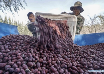 Farmers load harvested red jujubes in Ruoqiang County, Northwest China's Xinjiang Uygur Autonomous Region. File photo: Xinhua 
