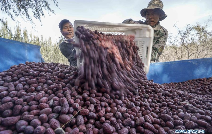 Farmers load harvested red jujubes in Ruoqiang County, Northwest China's Xinjiang Uygur Autonomous Region. File photo: Xinhua 
