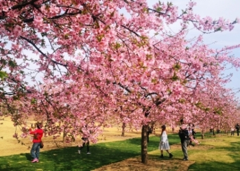 City set to blossom with array of springtime activities