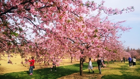 City set to blossom with array of springtime activities