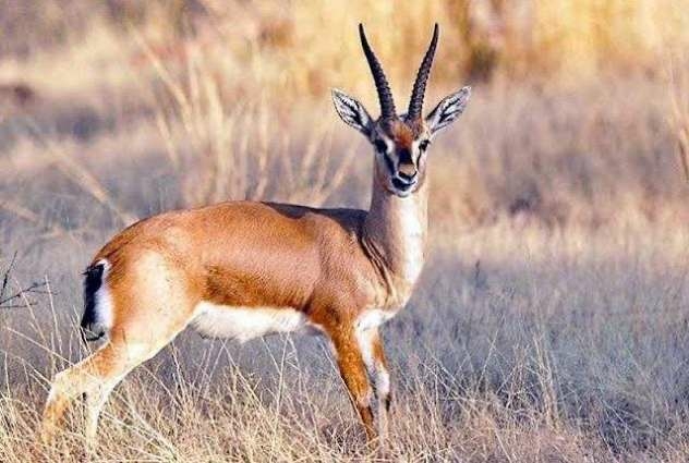 Construction of Deer Safari to help to promote tourism
