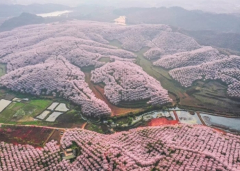 Aerial photo taken on March 16, 2021 shows cherry blossoms at the cherry garden in Huangla Township, Anshun City of southwest China's Guizhou Province. Huangla Township has taken advantage of cherry blossom tourism industry to develop the local economy and provide jobs for nearby areas.(Photo: Xinhua)