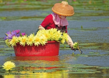 A woman harvests lotus flowers in a park in Jiaji town, South China's Hainan Province on Monday. The town has in recent years pushed for the development of tourism-related sectors. A sea of flowers adds to the beauty of the rural landscape and fuels local tourism, which boosts the income of farmers and fosters rural vitalization. Photo: cnsphoto