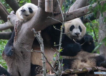 Two giant pandas are pictured at Chengdu Research Base of Giant Panda Breeding during a theme event marking International Panda Day in Chengdu, southwest China's Sichuan Province, Oct. 27, 2020. (Photo by Chen Juwei/Xinhua)