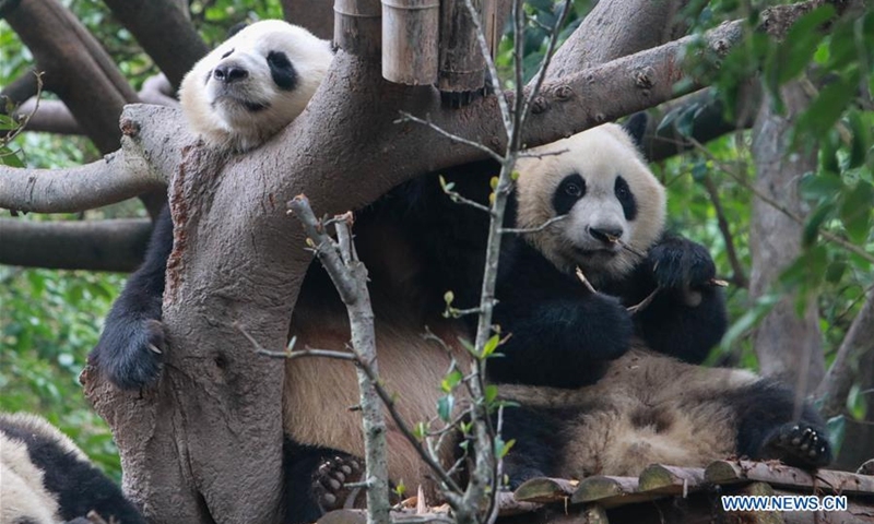 Two giant pandas are pictured at Chengdu Research Base of Giant Panda Breeding during a theme event marking International Panda Day in Chengdu, southwest China's Sichuan Province, Oct. 27, 2020. (Photo by Chen Juwei/Xinhua)