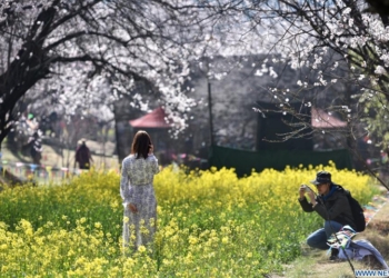 Tourists take pictures while viewing peach blossoms in Gala village of Nyingchi, southwest China's Tibet Autonomous Region, March 27, 2021.(Photo: Xinhua)