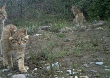 Why does Xi care about two rare cat species?