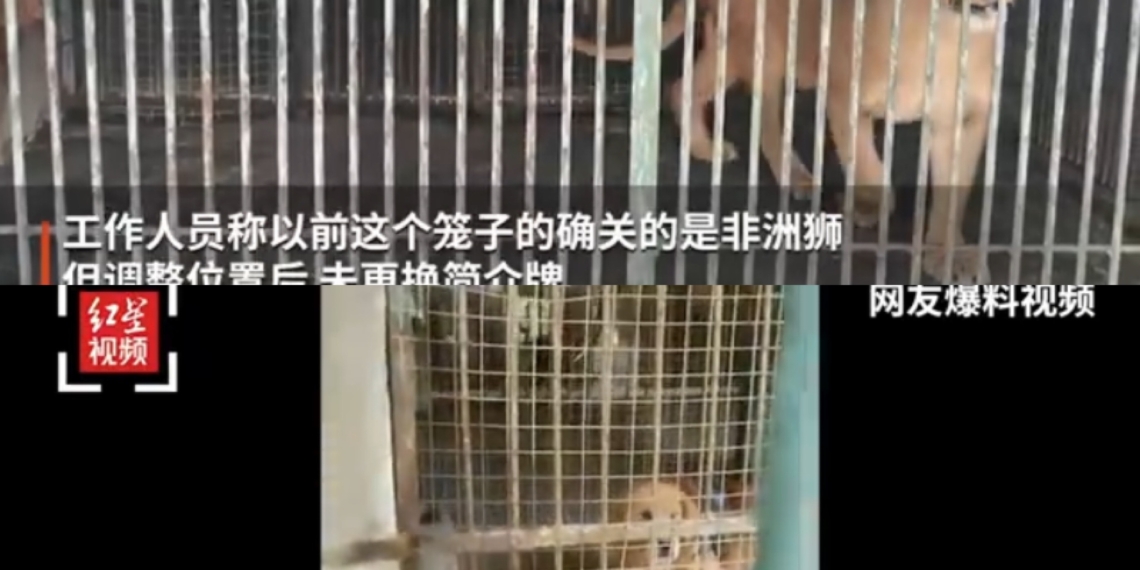 A lion and a dog at the zoo Photo: screenshot of video posted on Sina Weibo