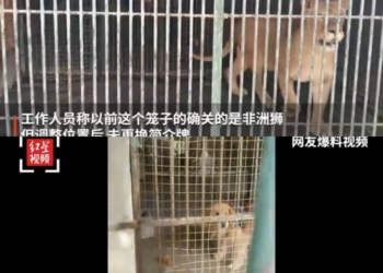 A lion and a dog at the zoo Photo: screenshot of video posted on Sina Weibo