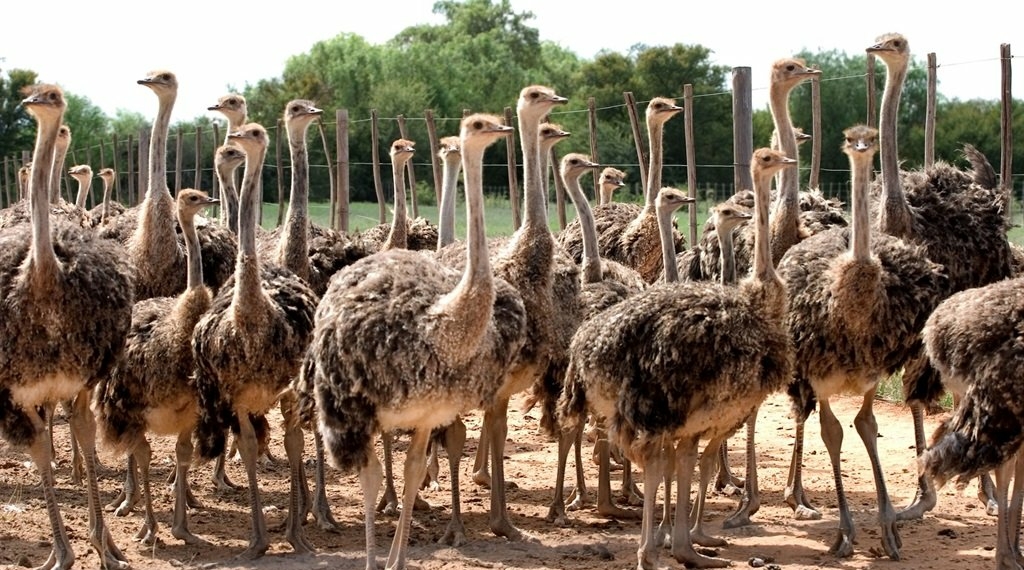 6 things to do in oudtshoorn that dont involve ostriches - Travel News, Insights & Resources.