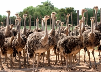 6 things to do in oudtshoorn that dont involve ostriches - Travel News, Insights & Resources.