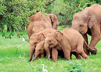 Sri Lanka gets spotlight for Eid holiday trips for Middle - Travel News, Insights & Resources.