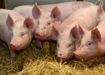 Culling pigs in Scotland not ruled out as numbers on - Travel News, Insights & Resources.