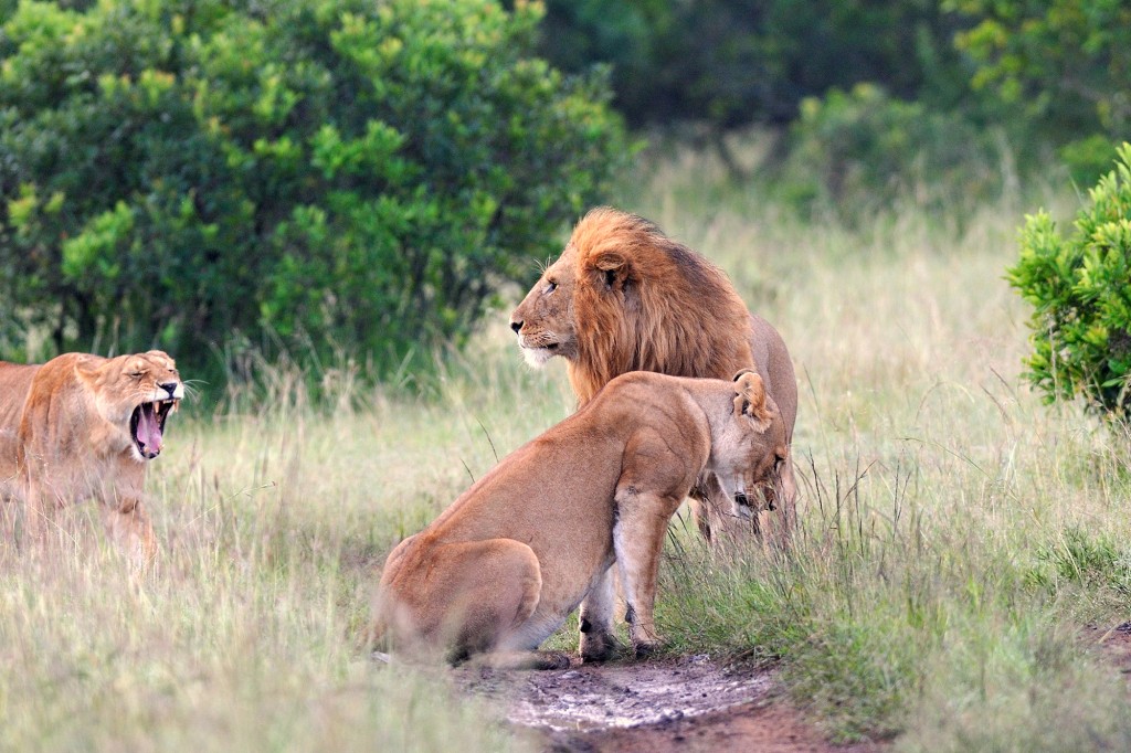 Lions in the wild.