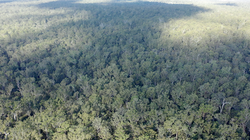 Researchers use satellites to monitor bat habitat and study virus - Travel News, Insights & Resources.