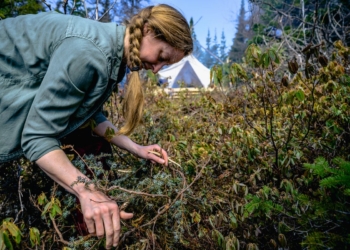 The wilds of Newfoundland provide a vast tapestry of food - Travel News, Insights & Resources.