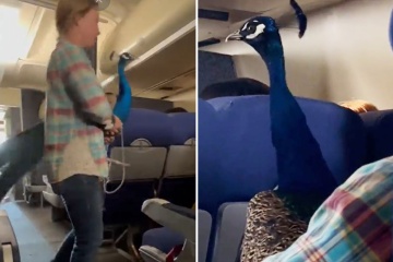 Passenger left stunned after woman brings peacock onto a flight