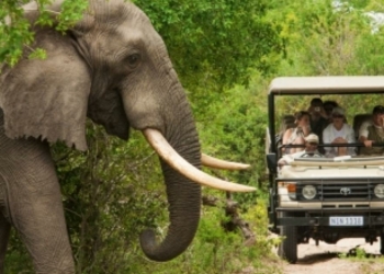 South Africas tourism sector is experiencing a shift from foreigners - Travel News, Insights & Resources.