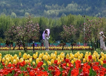 Tulip and tourism industry