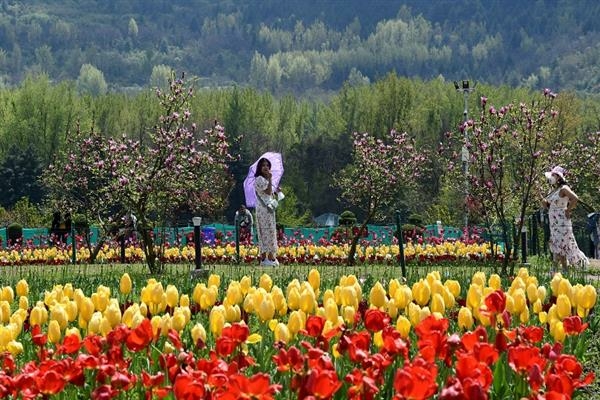 Tulip and tourism industry