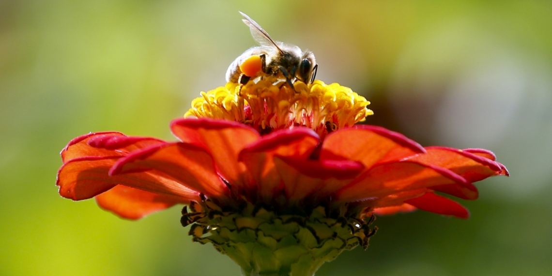 Millions of bees used in pollination die in airline shipping - Travel News, Insights & Resources.