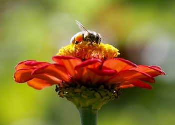 Millions of bees used in pollination die in airline shipping - Travel News, Insights & Resources.