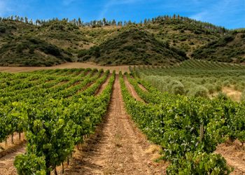 La Rioja to host 2023 edition of the UNWTO Global - Travel News, Insights & Resources.