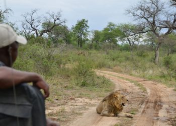 Second Field Guide College to open in Kruger - Travel News, Insights & Resources.