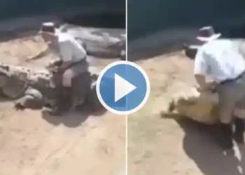 16 Foot Crocodile Attacks Zookeeper During Live Show Video Leaves Netizens - Travel News, Insights & Resources.