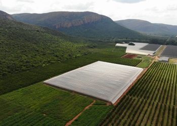 Exports commence of South Africas earliest peaches.jfif - Travel News, Insights & Resources.