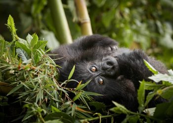 OneOnly Gorillas Nest offers exclusive conservation insights - Travel News, Insights & Resources.