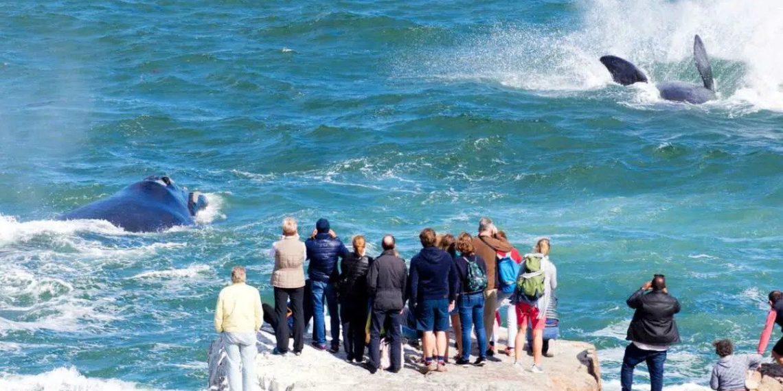 Overstrand capitalises on whale season as numbers grow - Travel News, Insights & Resources.