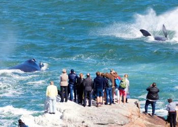 Overstrand capitalises on whale season as numbers grow - Travel News, Insights & Resources.