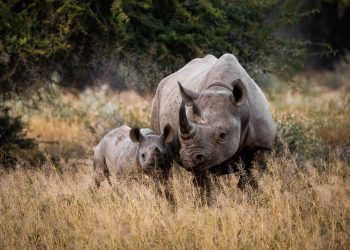 The quest continues to save the rhino - Travel News, Insights & Resources.