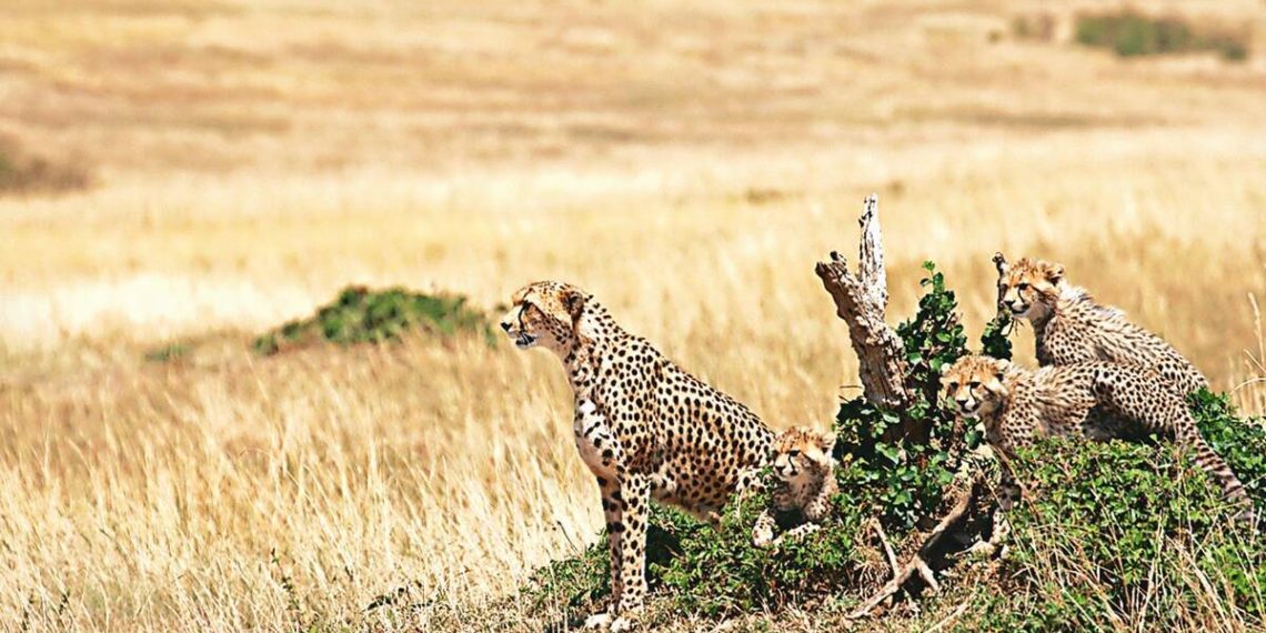 Work to set up enclosures for 12 cheetahs from South - Travel News, Insights & Resources.