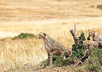 Work to set up enclosures for 12 cheetahs from South - Travel News, Insights & Resources.