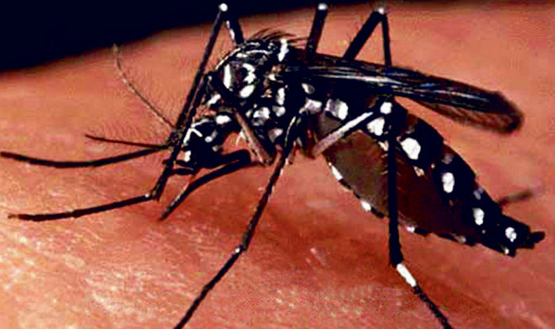 1667018548 ICJ urges Nepal to urgently address the dengue outbreak - Travel News, Insights & Resources.