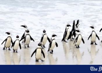 28 Penguins dead from avian flu in South Africas Boulders - Travel News, Insights & Resources.