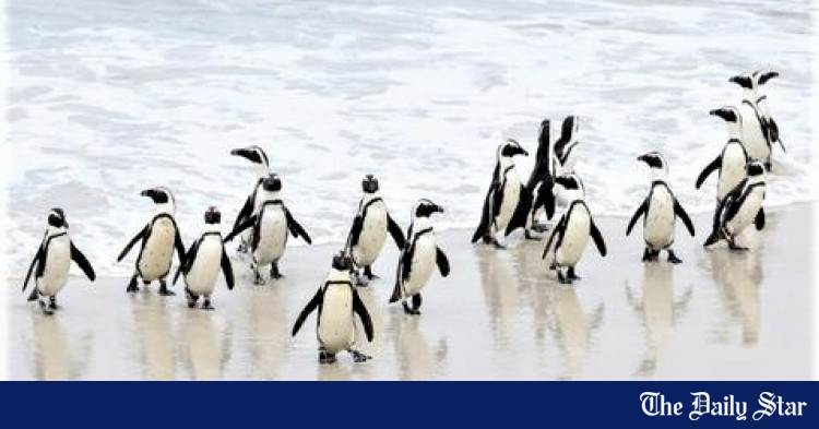 28 Penguins dead from avian flu in South Africas Boulders - Travel News, Insights & Resources.