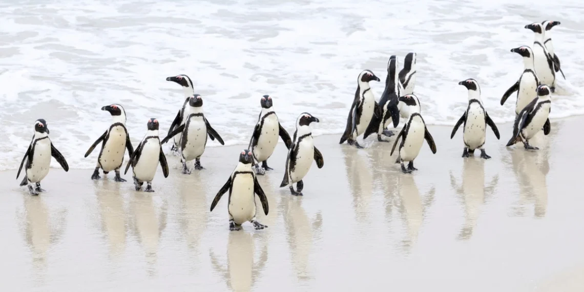 Bird Flu Hits Colony of Endangered Penguins in South Africa - Travel News, Insights & Resources.