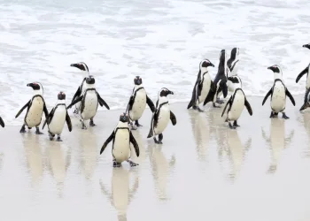 Bird Flu Hits Colony of Endangered Penguins in South Africa - Travel News, Insights & Resources.