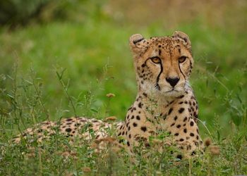 Cheetah safari focuses on conservation - Travel News, Insights & Resources.