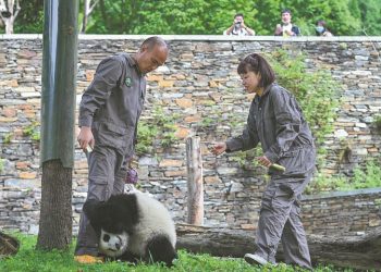 Pandas help foster ties between Hong Kong and Sichuan province - Travel News, Insights & Resources.